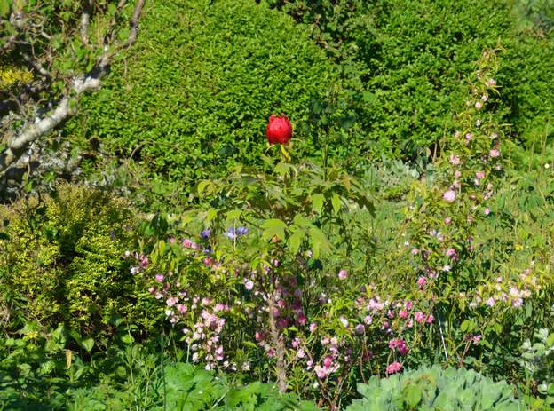 arbustive rouge 2017 Toujours une seule fleur, cossarde ! sur fond de Prunus glandulosa 'Sinensis rosea'.