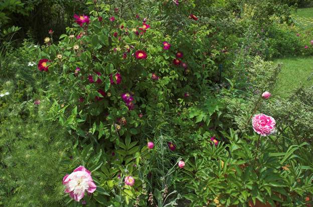 avec rose 1 Bowl of Beauty rose et blanche, Jean Bohin (? pas sûr), devant le rosier gallique violacea.