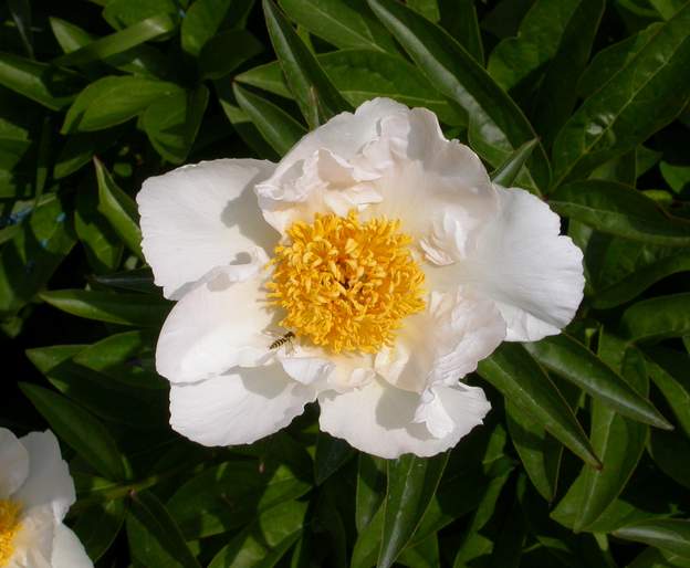 Fleur de la Krinkled White