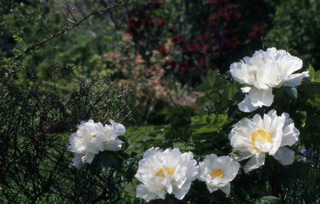 hakuojiski 'White Lion' 2006 Plantée en 1991. Elle fait des branches un peu trop longues, qui se couchent souvent à cause du poids des fleurs qui dépassent les 20 cm de diamètre.