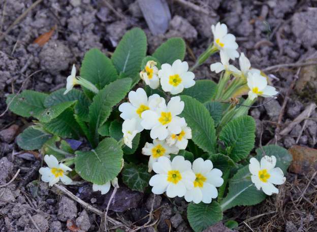 Primula vulgaris Elle vient de Florac. C'est la primevère sauvage dite primevère des jardins ou primevère commune chez les anglophones.