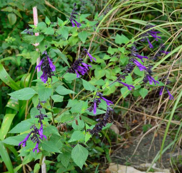Salvia amistad Sauge hybride (Salvia (x) guaranitica). Elle tolère très bien la sécheresse, d'où sa beauté en septembre 2020. En revanche elle n'aime pas avoir froid. Elle est...