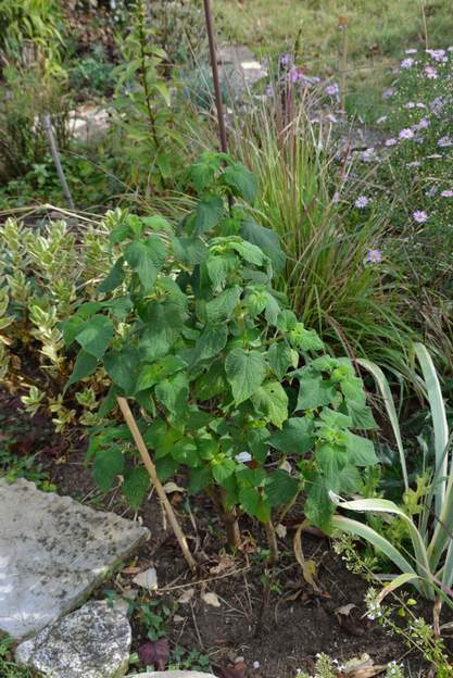 Salvia gesneriiflora 2020 09 Une sauge originaire des montagnes du mexique. Elle fleurit très tardivement.