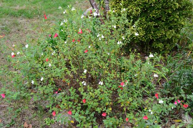 Salvia microphylla 'Hot Lips' 2022 10 2té très sec, puis pluie en septembre, elle repart, mais les fleurs sont soit blanches soit rouge ! curieux.