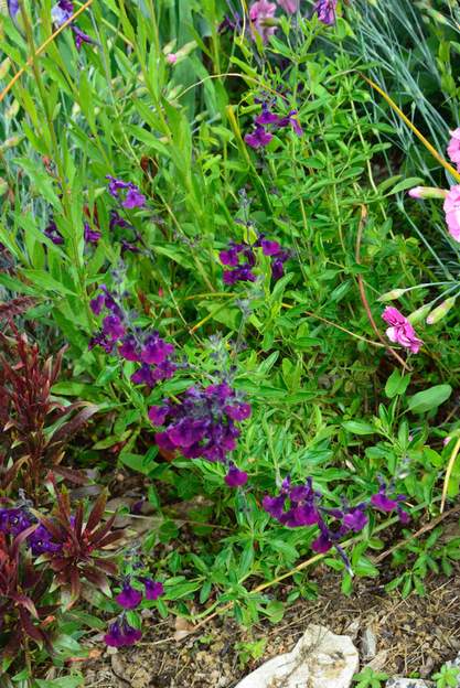 Salvia microphylla 'nachtvlinder' 2016 05