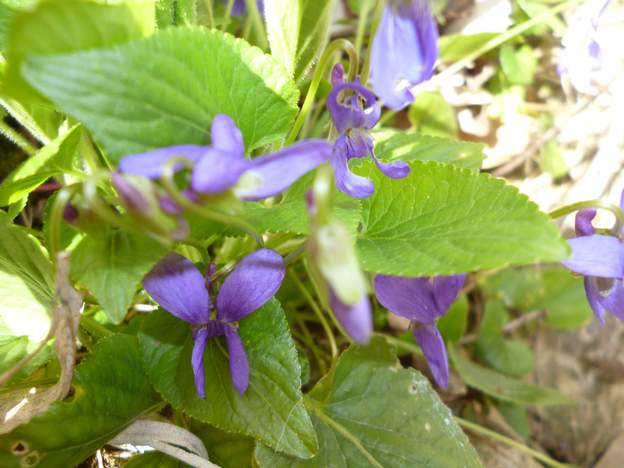 Viola hirta 1 Contrairement à d'autres, la violette hérissée n'est pas odorante. Un critère pouvant permettre de l'identifier est la pilosité de sa tige qui lui a donné son...