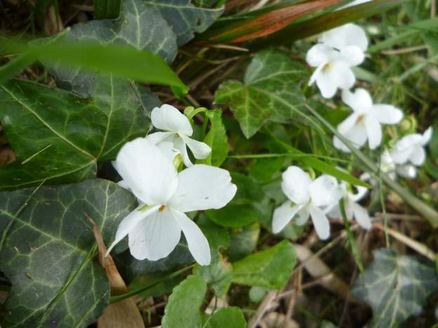 Viola odorata blanche 2