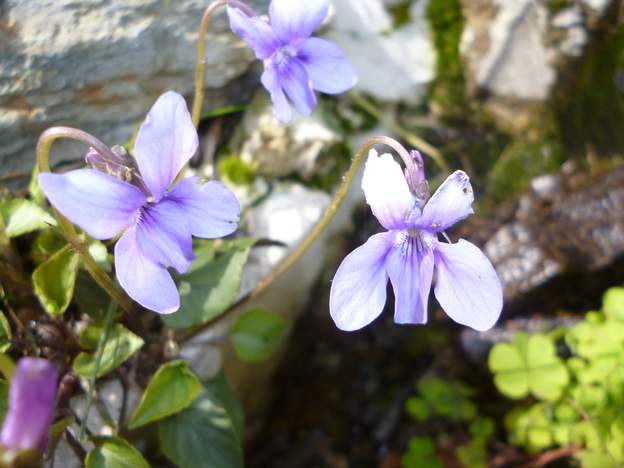 Viola reichenbachiana (1) Violette des bois inodore, spontanée ici.