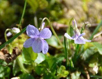 Violettes Botaniquement, c'est la même famille.