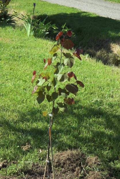 Cercis canadensis 'Forest Pansy' 2012 Ce cultivar du Gainier du Canada a un feuillage rouge, même en plein soleil. Mai 2012.