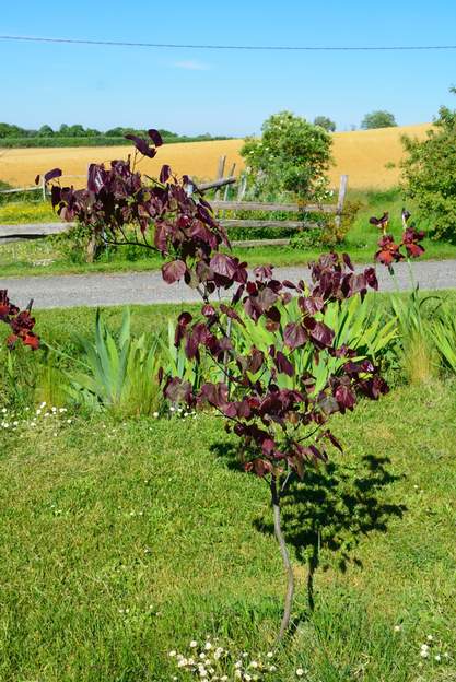 Cercis canadensis 'Forest Pansy' 2014 05