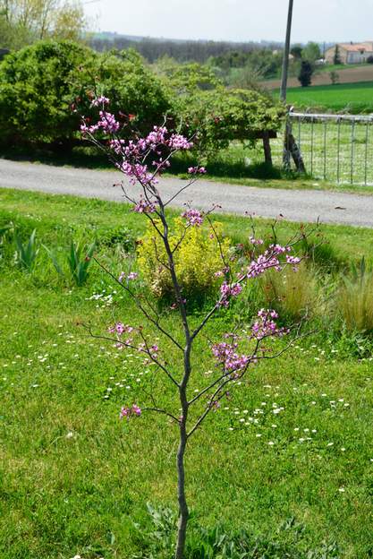 Cercis canadensis 'Forest Pansy' 2015 04 La première année qu'il a vraiment des fleurs. Il semble fleurir plus tardivement que ses cousins. Il n'a pas supporté la sécheresse des été 2019-20 et est...