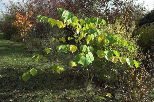 Cercis chinensis 2012 Un arbre de Judée, moins connu que son cousin. On l'a eu en 2002 lors d'une journée spéciale de graines de La Salicaire. Il ressemble beaucoup à la version...