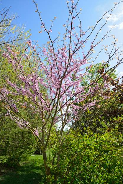 Cercis chinensis 2014 04 05 Quand il fleurit au printemps, ses branches sont dirigées vers le haut.