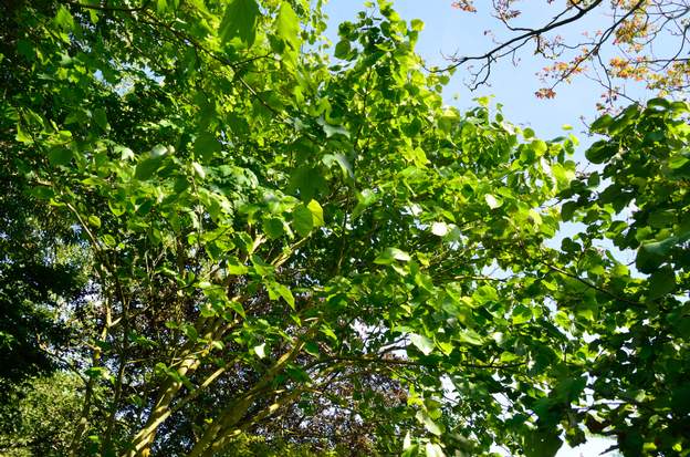 Cercis chinensis 9900 En mai les feuilles ne sont pas encore très grosse, et les branches sont toujours vers le haut.