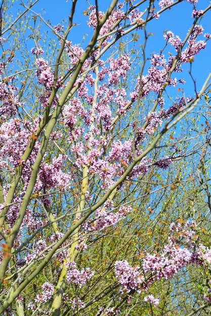 Cercis chinensis : branches Cercis chinensis : branches