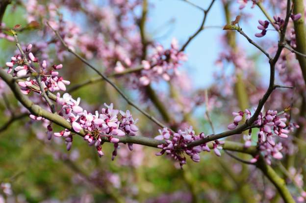 Cercis chinensis : fleurs avril 2014 : Il fleurit pour la première fois depuis sa plantation. Avant on avait juste vu quelques fleurs par ci par là ! Ça fait plus de 10 ans d'attente.