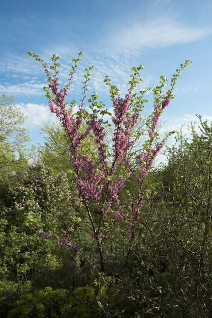 Cercis siliquastrum 2010 fin de floraison de l'arbre de Judée, celui qui est le plus connu. Les feuilles arrivent.