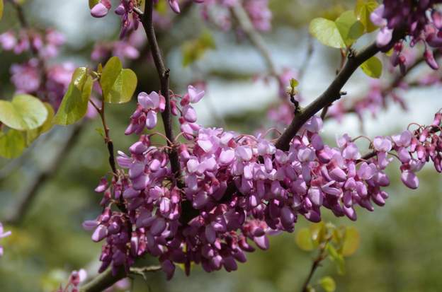Cercis siliquastrum : fleur De tous les arbres de Judée, c'est celui qui fleurit le mieux, et comme tous, il fleurit le long de la branche.