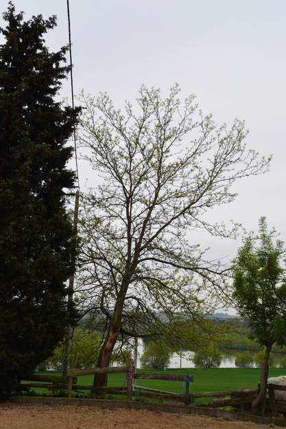 Gleditsia triacanthos 'Inermis' 2013 Une belle tempête a arraché en 2011 une grande branche du devant, denudant l'arbre sur 2 ou trois mètres. Pour l'instant il n'a pas l'air de s'en plaindre.