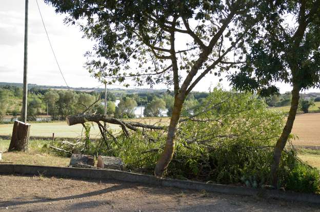 Gleditsia triacanthos 'Inermis' 2019 08 La tempête du 9 août a céés encore une grosse branche, qui a arraché le fil électrique. Nous décidons d'abattre complètement le févier.