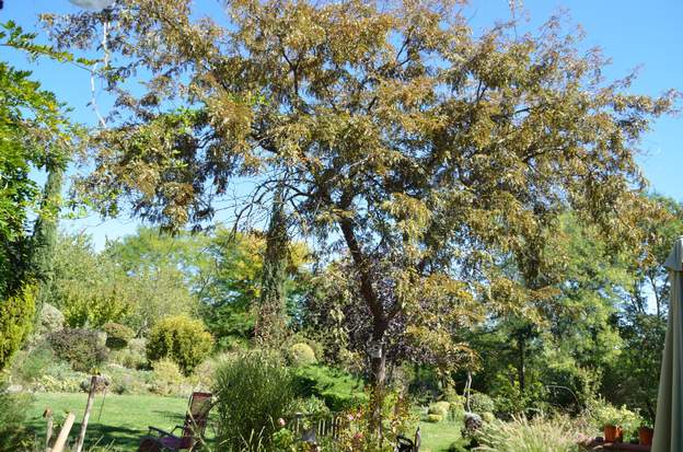 Gleditsia triacanthos 'Ruby Lace' 2015 Il ne grandit pratiquement plus, mais s'épaissit, les branches du bas meurent peu à peu.