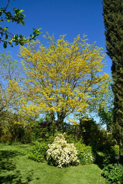 Gleditsia triacanthos 'Sunburst' 2014 La différence avec l'année précédente : les branches du bas qui sont mortes ou en mauvais état (comme sur beaucoup de féviers) ont été enlevées ; la silhouette...