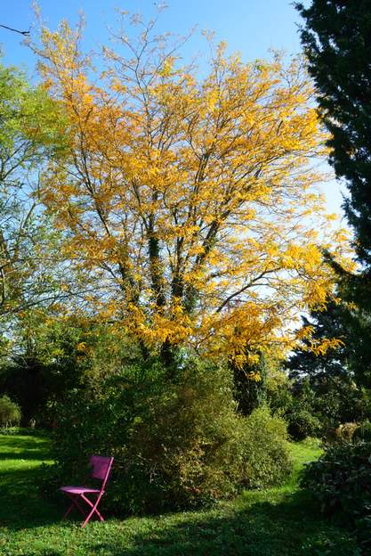 Gleditsia triacanthos 'Sunburst' 2020 10 Très belles couleurs d'automne cette année !