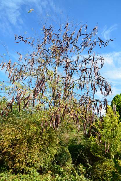 Gleditsia triacanthos 2018 10 Cette année le printemps a été très pluvieux, le fèvier en a profité pour faire de belles latérales. En octobre il est couvert de fèves qui, sèches, bruissent...
