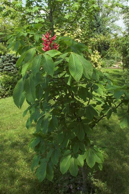 Aesculus pavia 'Atrosanguinea' 2007 Le marronier à fleurs rouges.