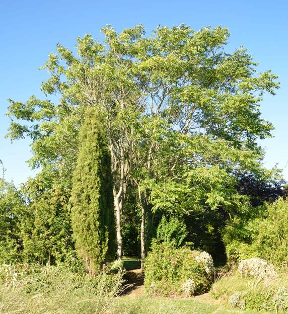 Ailanthus altissima 2016 Le 