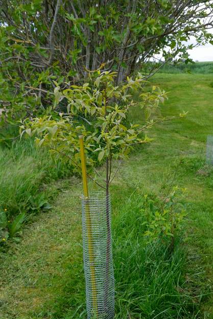 Amélanchier canadensis 2019 05 Cet arbre nous a été donné il y a presque 10 ans par Georges Gallier fondateur de la Salicaire. Il lui est arrivé pas mal de malheurs, en particulier il n'a pas...