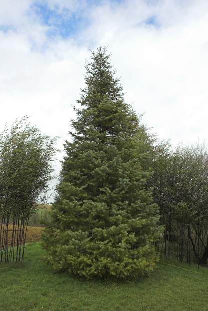 Abies concolor 2008 Le plus grand et celui qui pousse le plus vite, de nos sapins. Il parait que, comme beaucoup de sapins, il vieillit mal. Ses branches se dessèchent en bas. Pour...