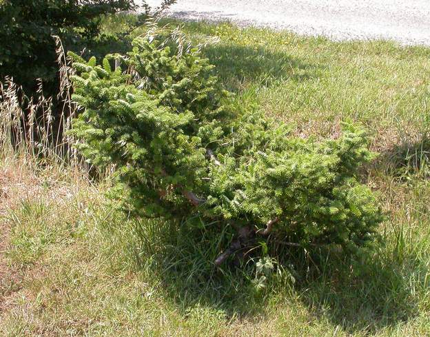 Abies koreana 2006 le sapin de Corée, en 2003 il a perdu plus d'un mètres par la canicule, mais il repart lentement. Ce n'est cependant pas bon signe.