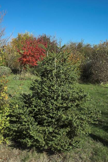 Abies koreana 2010 en 2010 ce sapin de Corée à pousse lente, est toujours en train de se rétablir. Il fait trois flèches, sans se décider, nous laissons faire.