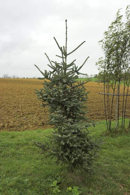 Abies pinsapo 2008 Là ausi un sapin qui ne grandit pas vite. mais il est très joli, et au bout de plus de 15 ans (plantation 1991), il commence à se mettre réellement en place,...