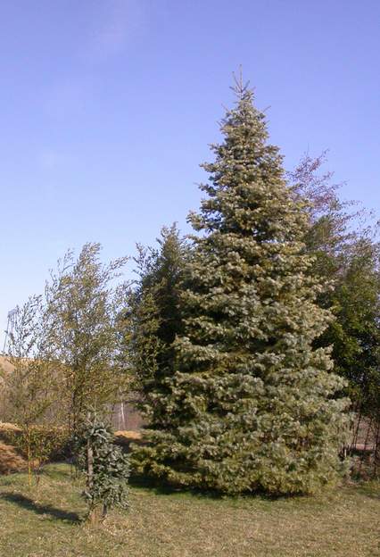 2 abies en 2006 Plantés en 1991 tous les deux, l'un est parti rapidement, l'autre prend son temps.