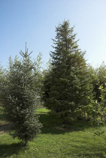 Deux abies en 2011 Depuis quelques années le plus petit décide de rejoindre le plus grand. Il prend presque un mètre par an, impressionnant !