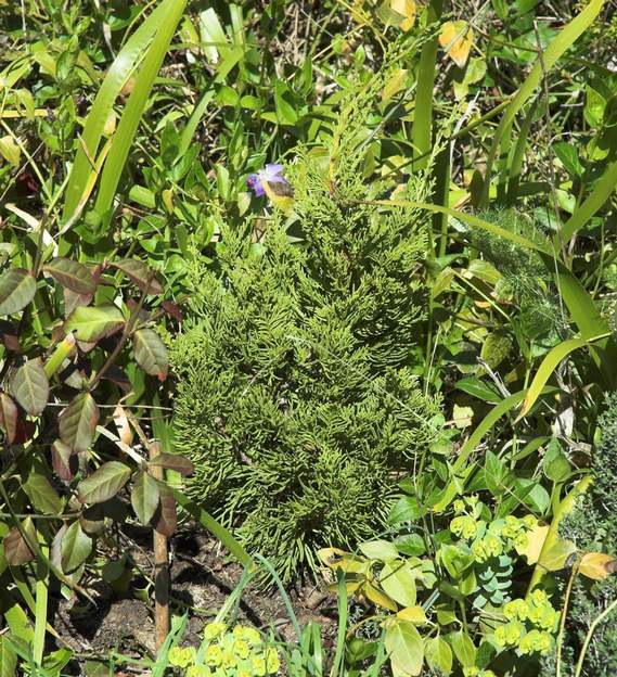 Juniperus chinensis 'Kaisuza' 2008 Nous ne plantons plus de conifères qui, pour la plupart, ne supportent pas bien le climat. Nous nous sommes laissés tenter par celui-ci qui vient de chez...