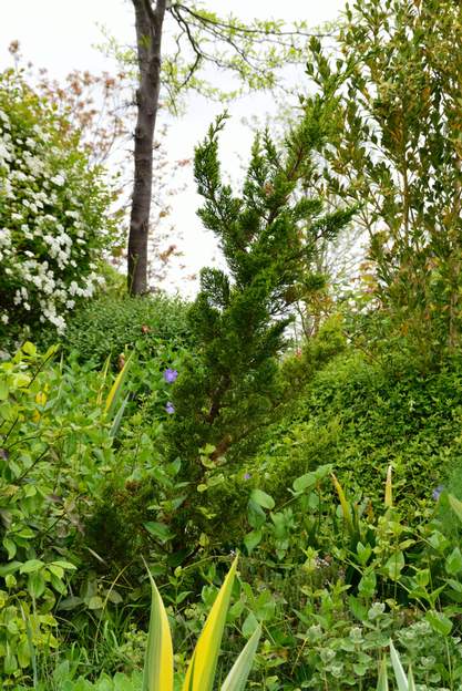 Juniperus chinensis 'Kaisuza' 2013 Mise en place lente, il ne fait qu'un mètre de haut au bout de 5 ans.