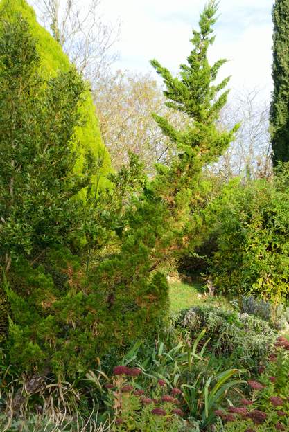 Juniperus chinensis 'Kaisuza' 2020 11