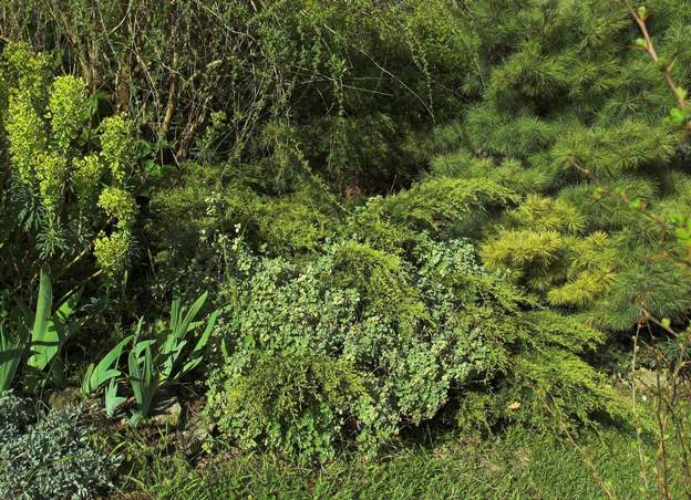 Juniperus chinensis 'Pfitzeriana Aurea' A 2008 Ce genévrier (planté en 1989), comme tous ses cousins, aime bien les terrains un peu plus humides que le nôtre, mais il ne s'en sort quand même pas trop mal....