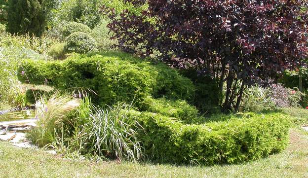 Juniperus chinensis 'Pfitzeriana Aurea' B 2006 Dès qu'il a de l'eau (ici le bassin), il devient splendide, et se prête à une taille de fantaisie.