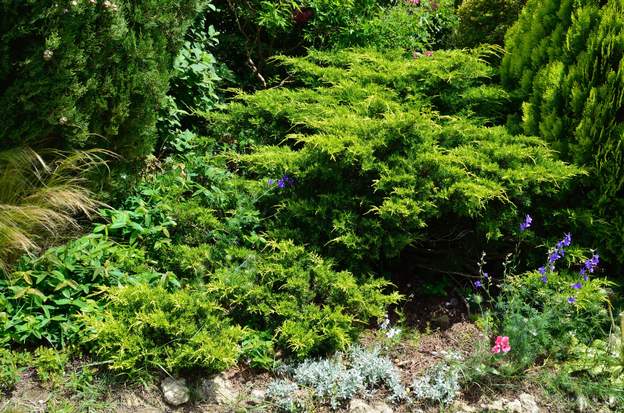 Juniperus chinensis 'Pfitzeriana Aurea' C 2016 06 Dans un coin très sec de la rocaille, tout à l'ouest, il a du mal à pousser, mais y arrive quand même. De temps en temps il perd une petite branche du côté...