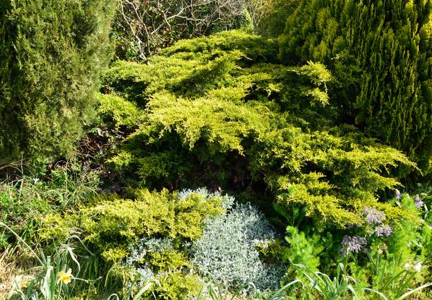 Juniperus chinensis 'Pfitzeriana Aurea' C 2021 04