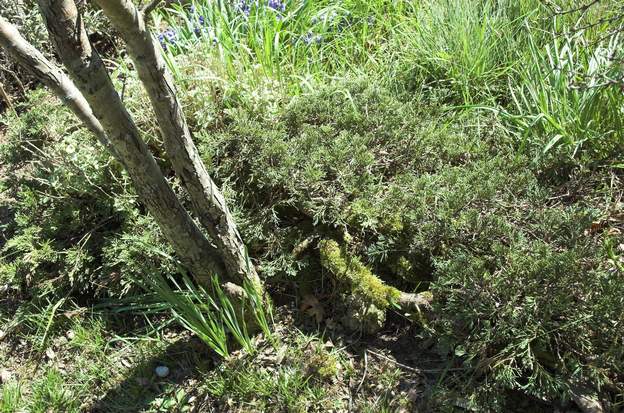 Juniperus horizontalis 'Glauca' A 2008 Ce genévrier fait des racines rampantes, en revanche il faut bien chercher pour trouver ses aiguilles. Comme d'habitude, pas assez d'eau pour qu'il pousse...