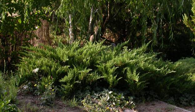 Juniperus sabina 'Blue Danube' A 2006 Les deux sabina se portent bien et rampent à qui mieux mieux. Celui-ci est en haut de rocaille et souvent à l'ombre, il se porte très bien.