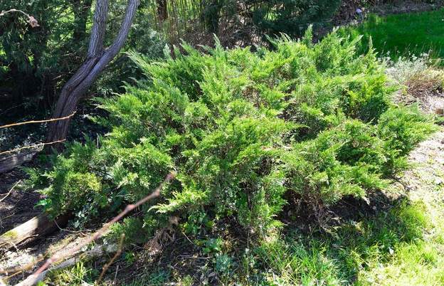 Juniperus sabina 'Blue Danube' A 2013 Il devient gros, bloque le chemin, une petite taille va s'imposer