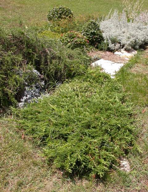 Juniperus sabina 'Tamarisifolia' B 2006 Contrairement à l'horizontalis, les sabina sont bien moins gourmands en eau. Mais quand même ! étant en plein soleil, il a du mal... Il a pratiquement disparu...