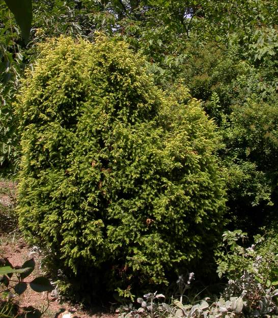 Juniperus x media 'Old Cone' Il n'aime ni la neige qui le casse, ni la sécheresse de l'été. Planté en 1994. Il a finalement été abattu en mars 2010.